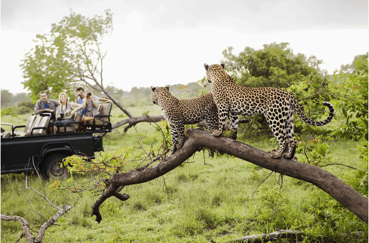 10 Best Safari Destinations In Africa