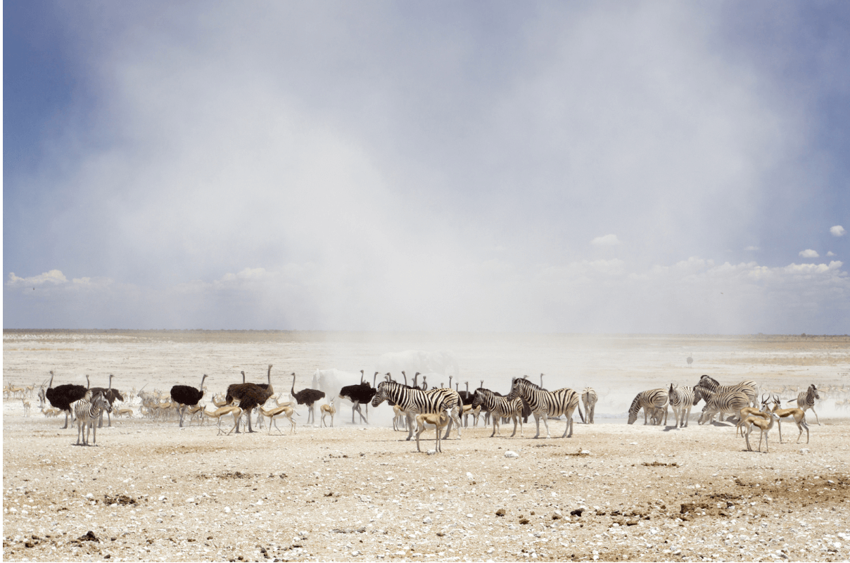 etosha national park