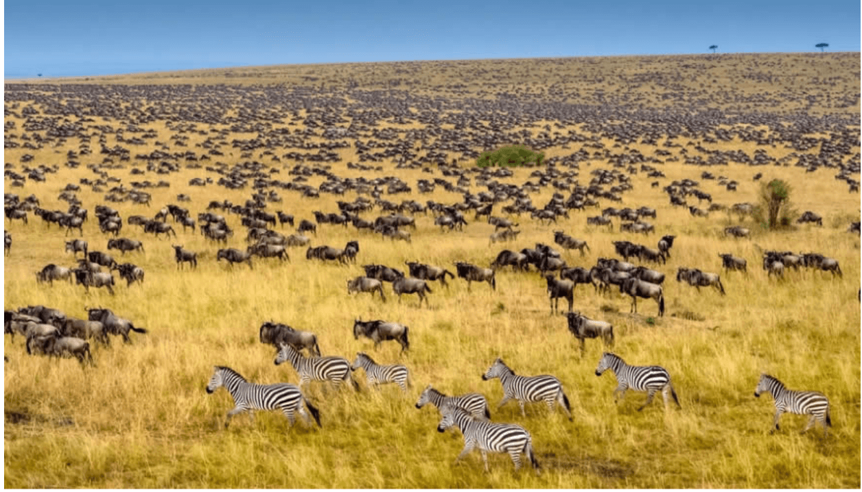 Which is the best month to visit Masai Mara?